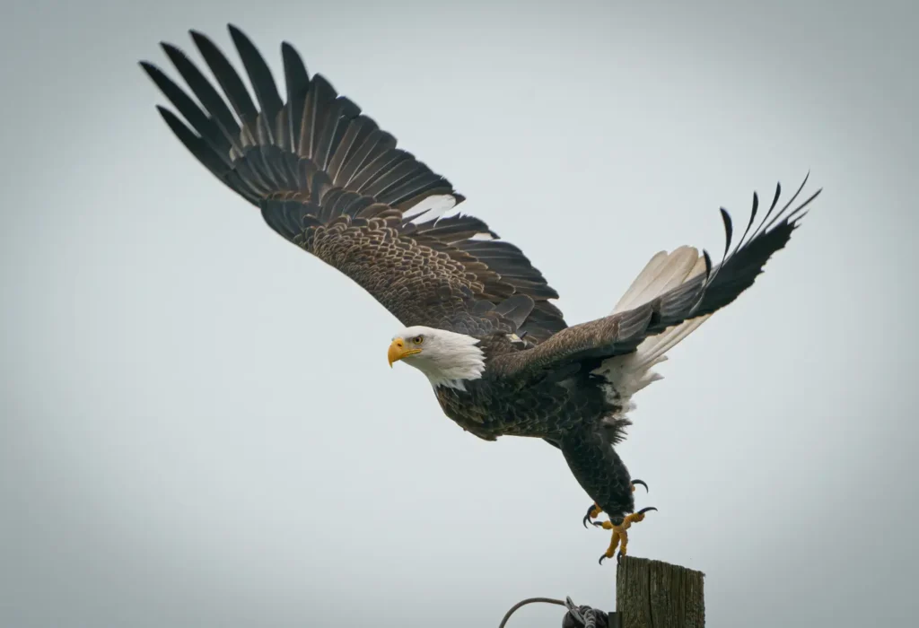 Hancock Bird