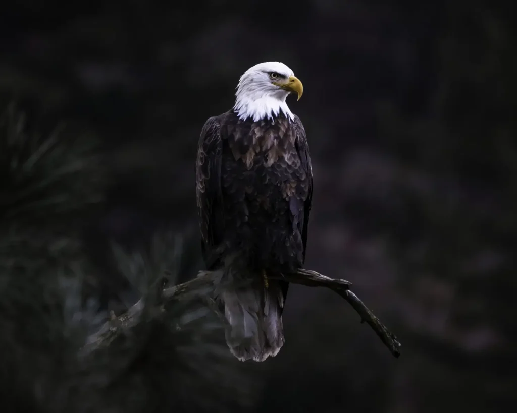 Why the Hancock Bird Matters